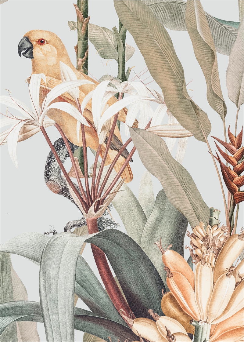 MADAGASCARAGUA_c98dc3b5-3a9b-401c-8abb-0eb9d8c4bcff_800x